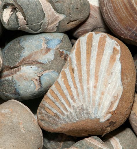 a fossil shell contains 25 of the original